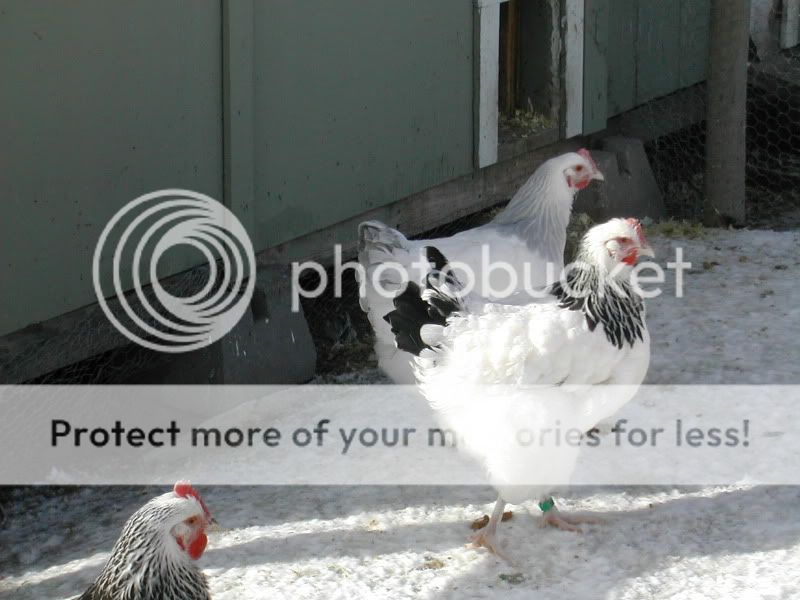 DSCN5146.jpg
