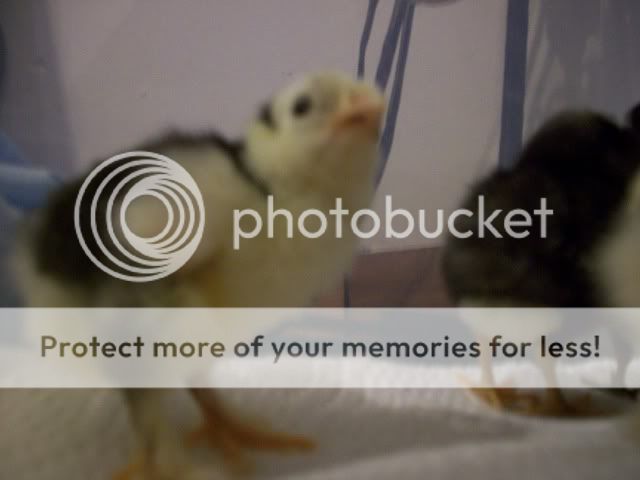 chick026.jpg