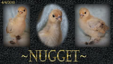 2011-04-04-NUGGET.jpg