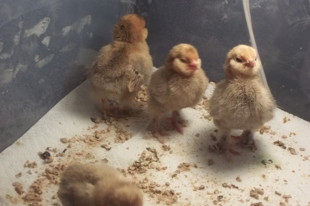 BAbychicks007.jpg