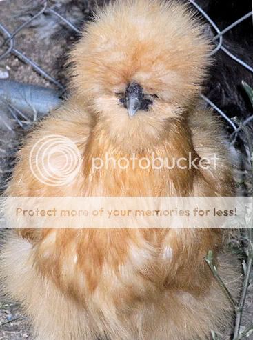 silkie-girl.jpg