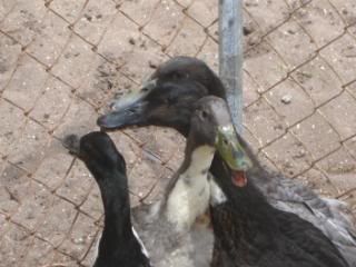 ducksandshuttlesbirthdaypics091.jpg