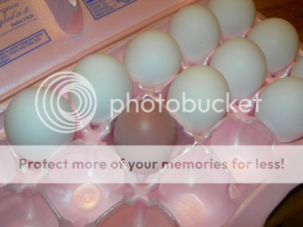 firsteggs008.jpg