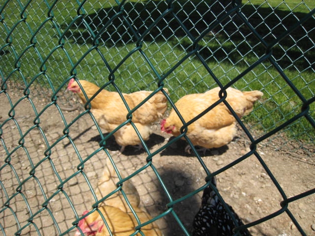 broody1.jpg