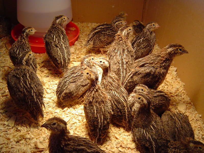 UpdateChicks4quailandpullets009.jpg