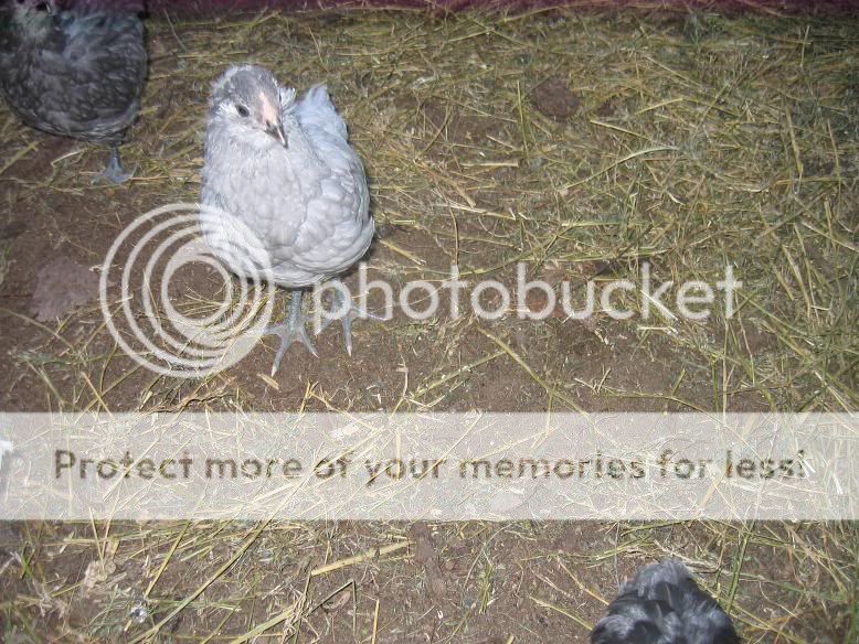 Chicks10-07-09018.jpg