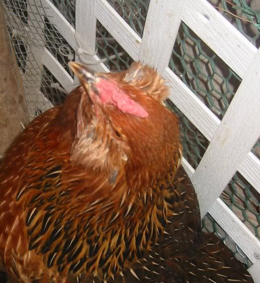11811Combs05email.jpg