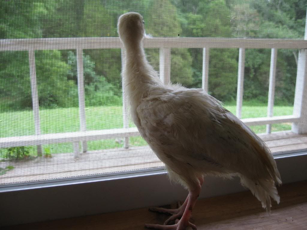 Picture306.jpg
