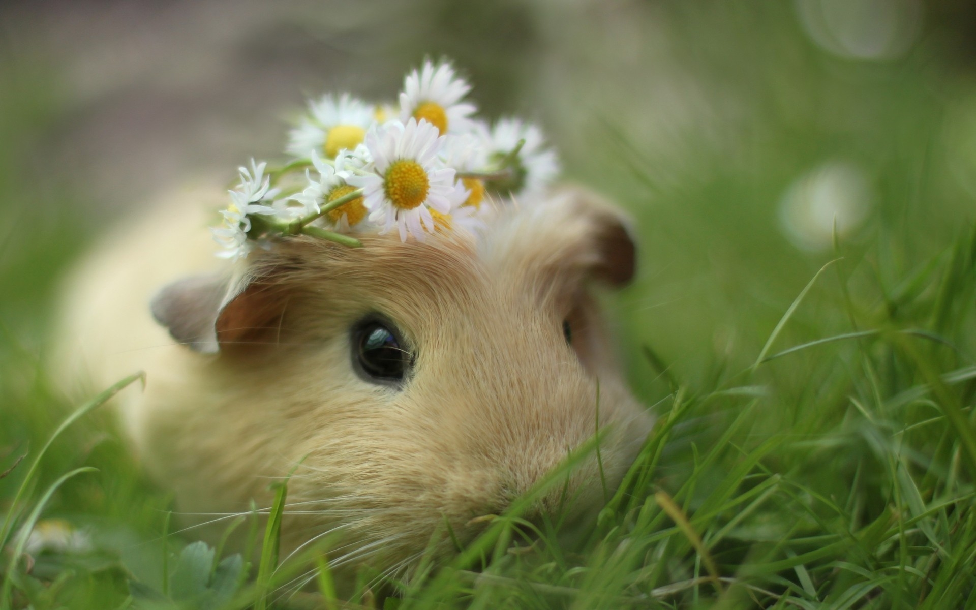 Animals_Rodents_Guinea_pig_034093_.jpg