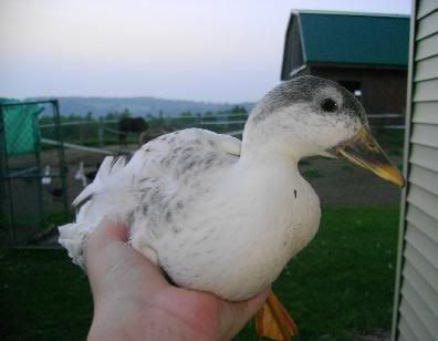 callduck.jpg