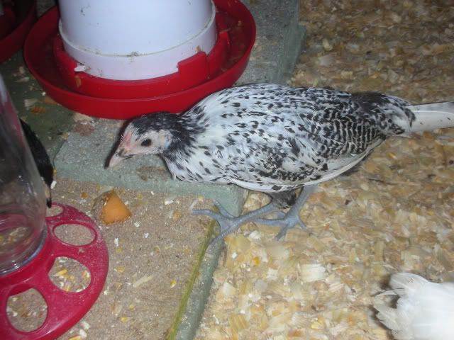 NewChickens019.jpg