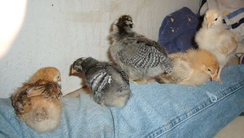 chicktrain.jpg