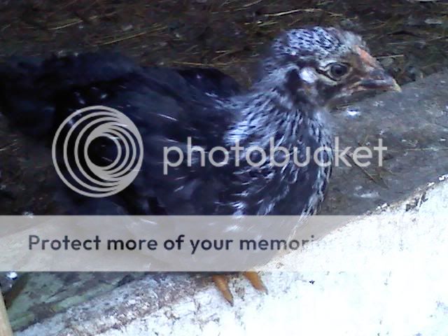 chicken2.jpg