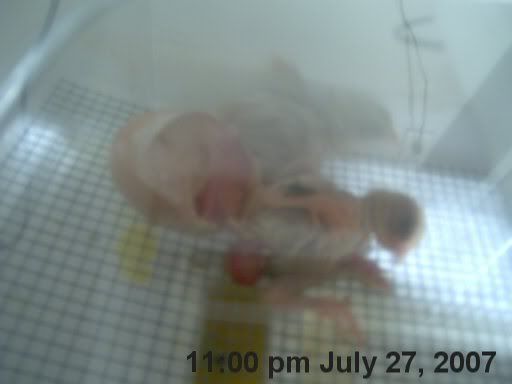 hatchingchicks0331.jpg