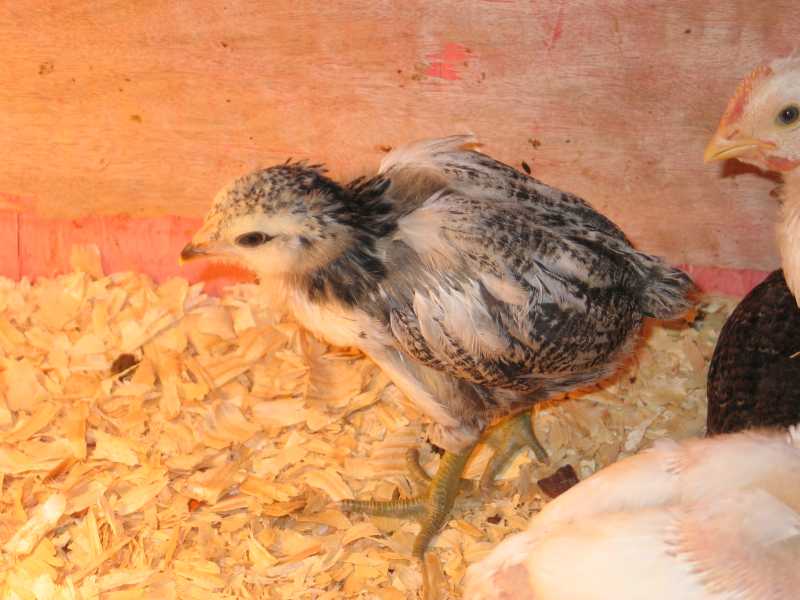 chickens0012.JPG