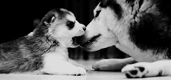 tumblr_lz4zlbbvKe1r2fs0co1_250.gif