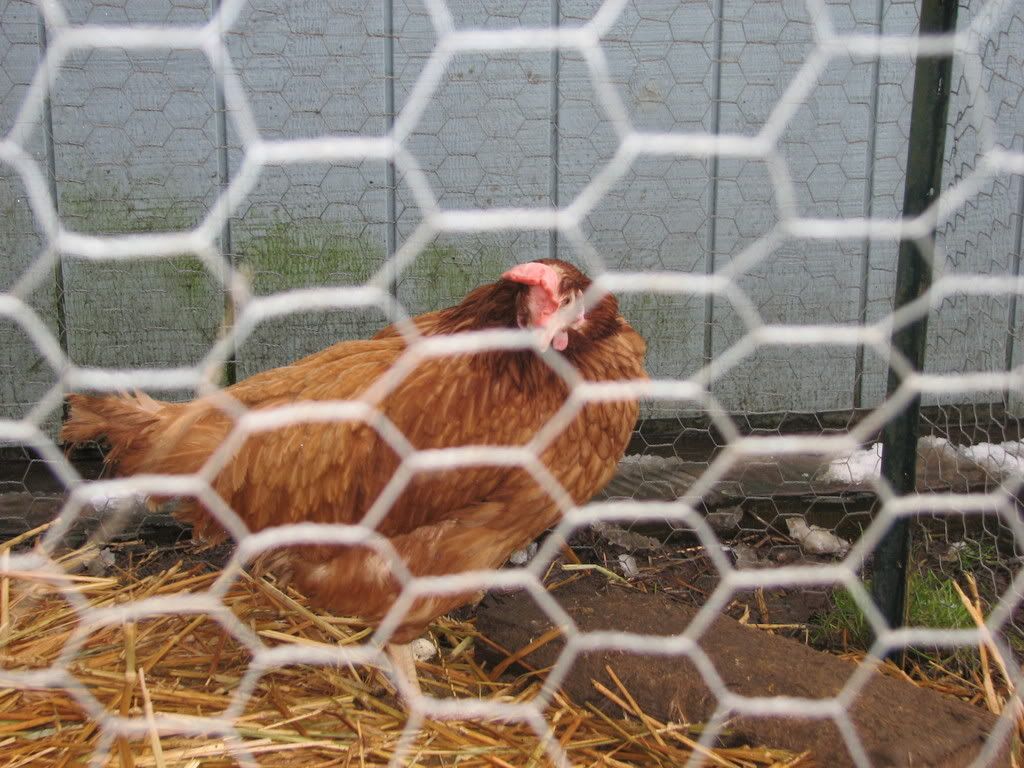 CHICKENS007.jpg