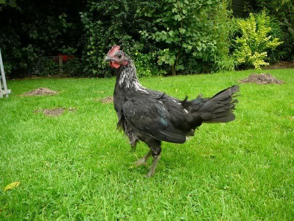 poule.jpg