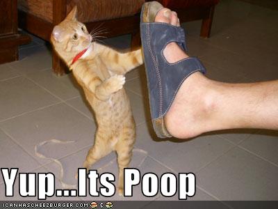 Poop+shoe.jpg