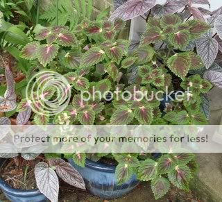 coleus.jpg
