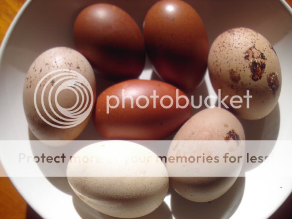 eggs2.jpg
