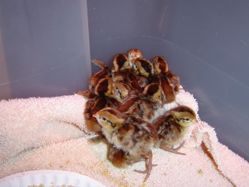 Quail005.jpg