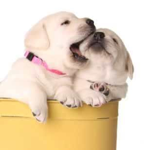 two_cute_puppies_s.jpg