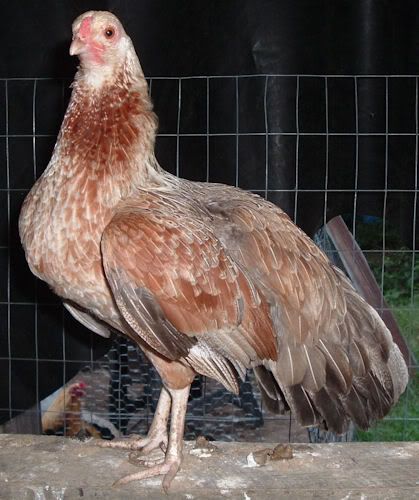 GoldCubanHen02.jpg