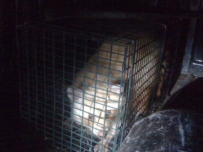 AlbinoRaccoon03.jpg