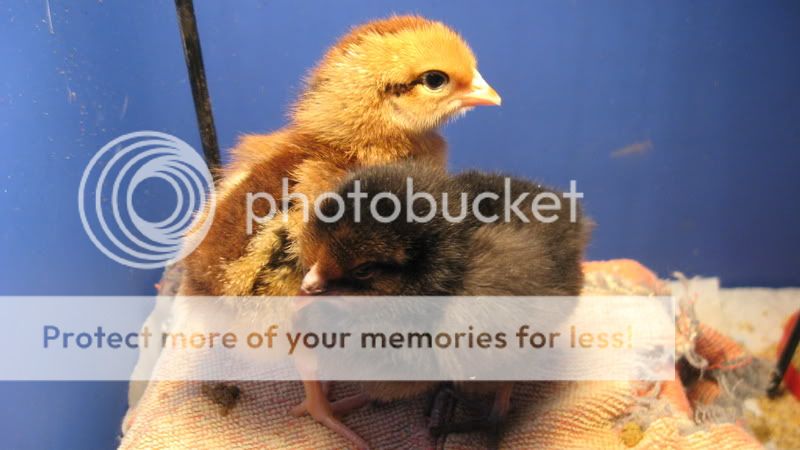 IMG_0893.jpg