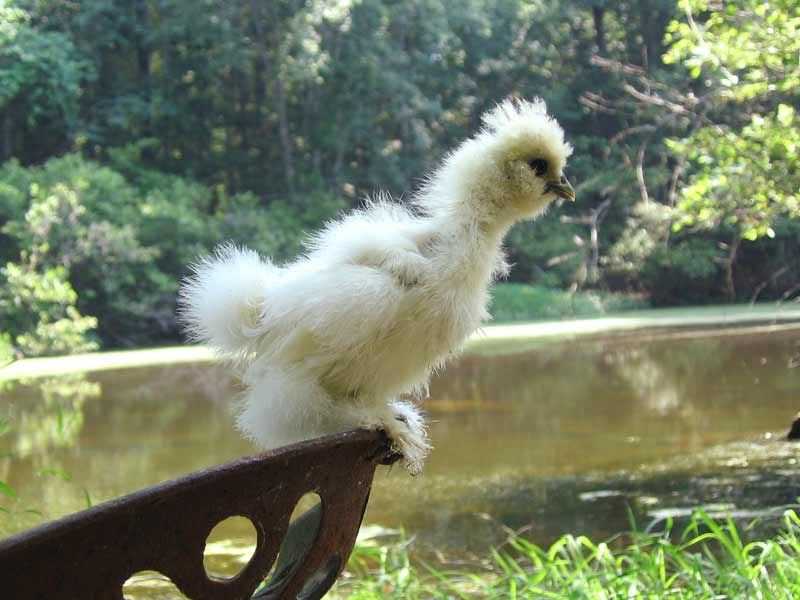 silkie-chick.jpg