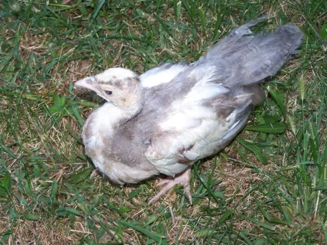 peachicks070.jpg