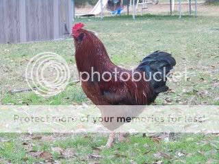Chickens052.jpg