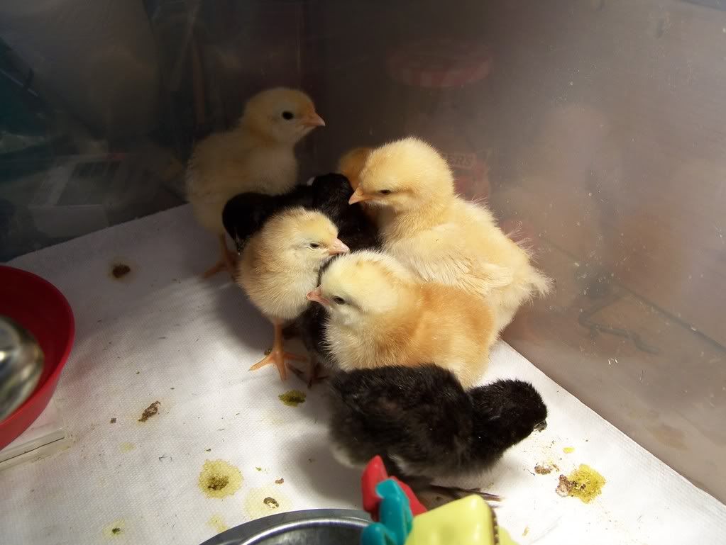 NewfamilyGriffithbabies.jpg