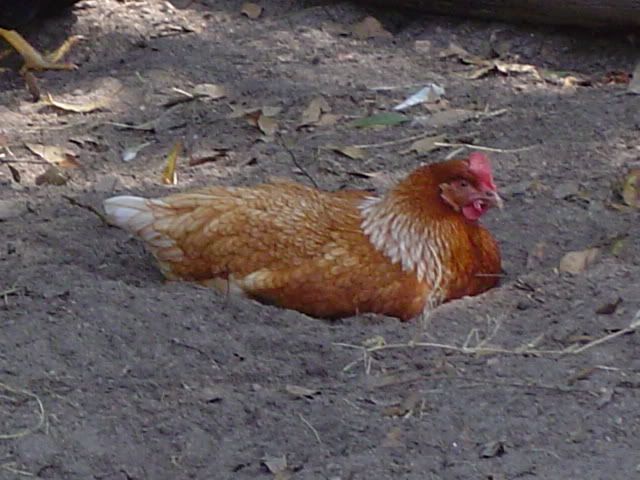 DSC03345.jpg