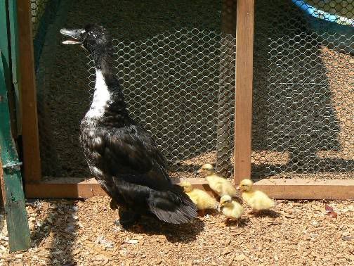DittoandDucklings11June10.jpg