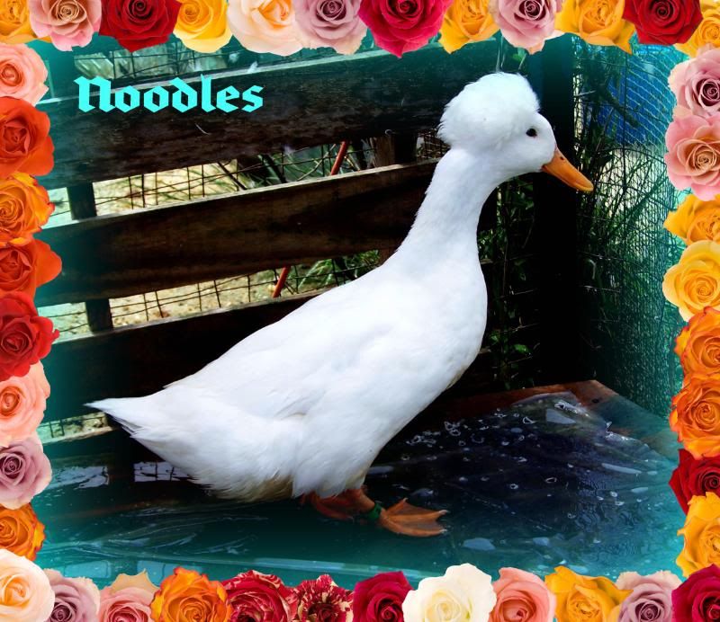 Noodles01-1.jpg