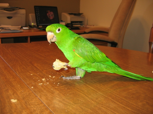 conure.jpg