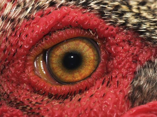 Rooster-Eye_photo-by-Cecil-Williams.jpg