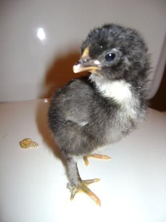 bcmchicksforsale2.jpg