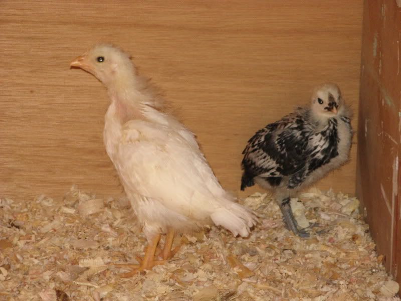 Chicks005-1.jpg