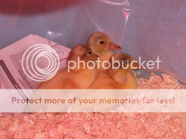 100_1091.jpg