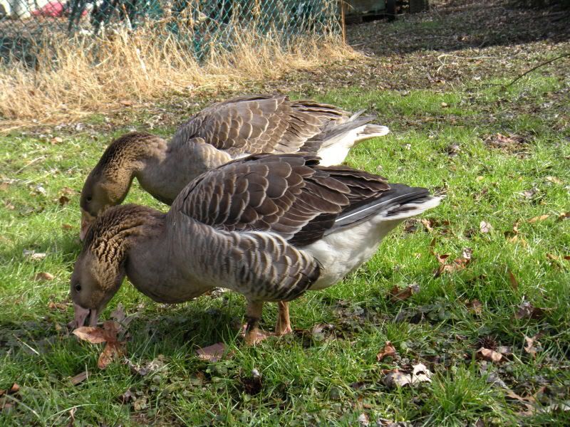 geese069.jpg