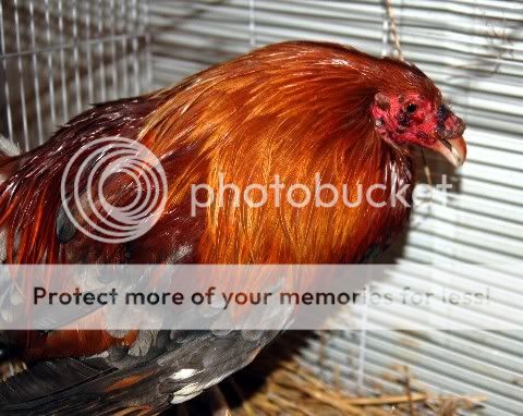 chicken.jpg