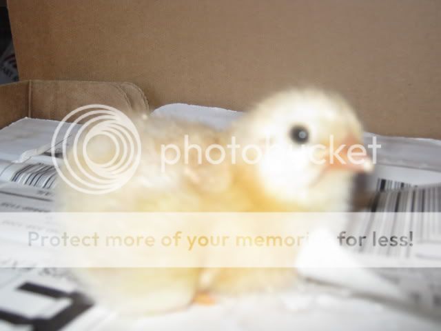 Chicks001.jpg