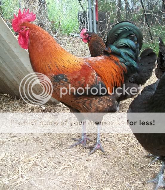 CopyofBCMrooster.jpg