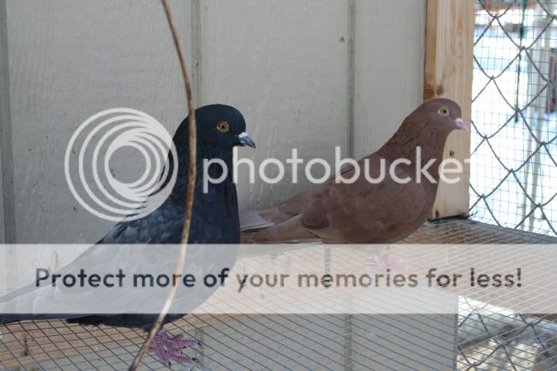 pigeons4.jpg