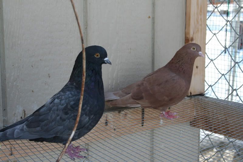 pigeons4.jpg