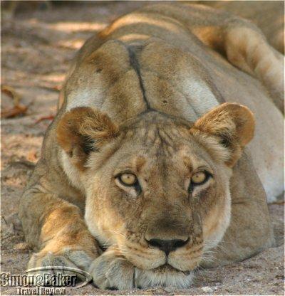 puku-lioness.jpg