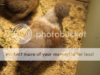 DSCF2239-1.jpg